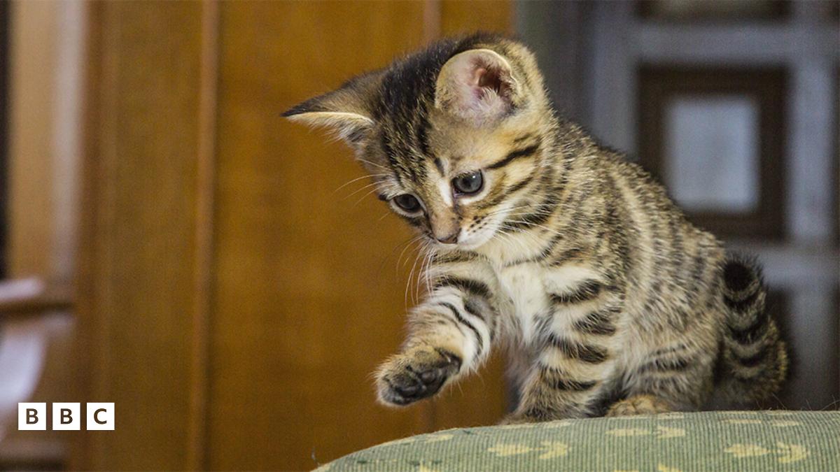 Meet The Kitten Episodes