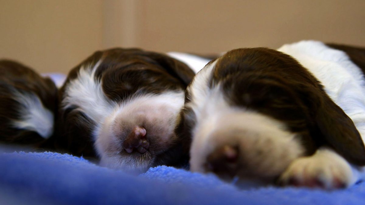 Meet The Pups Episodes